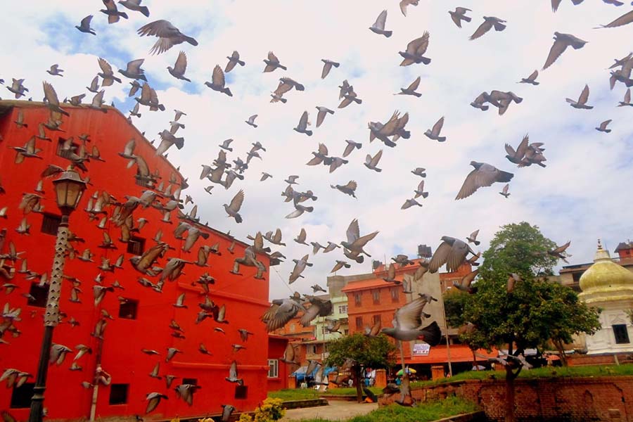 Pigeon_flying_Peace_Nepal